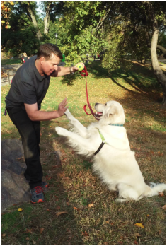 Drew Watson, Certified Professional Dog Trainer, AKC CGC Instructor and Evaluator, NYC (Upper West Side)